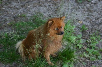 melontaretki tarvaala 08.07.2014 018